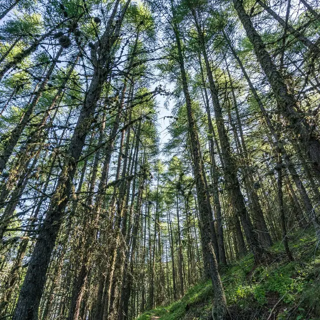 Au-pied-de-la-foret