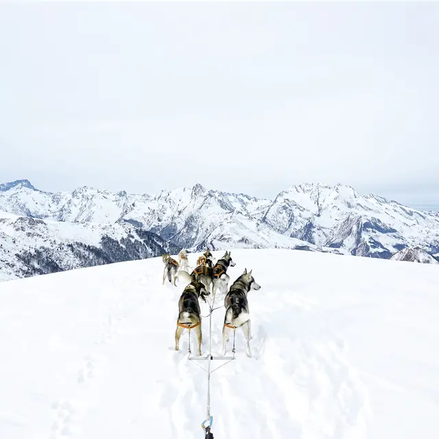 Chiens de traineau en val d'Azun