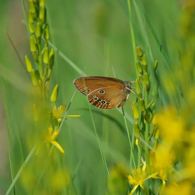 Fadet des Laiches, espèce protégée