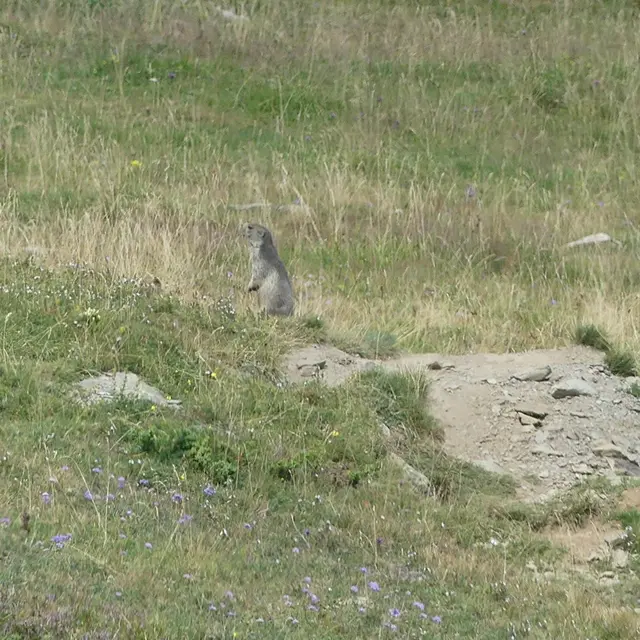 pla d'adet marmottes
