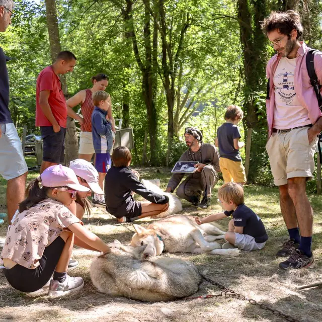 découverte de la vie avec des chiens nordiques