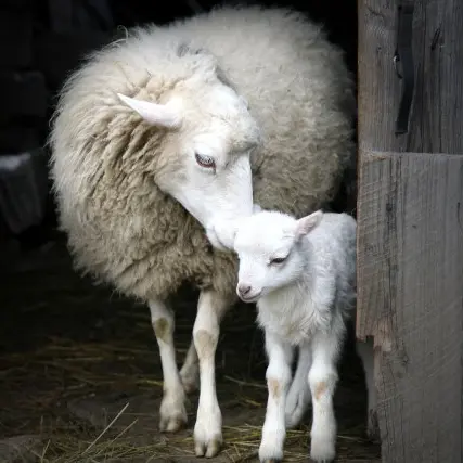 Mouton - la brebis et son petit