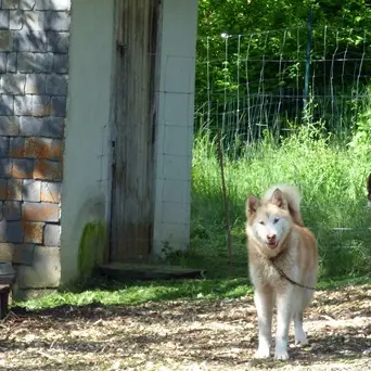 Le Repaire des Huskys au repos WEB