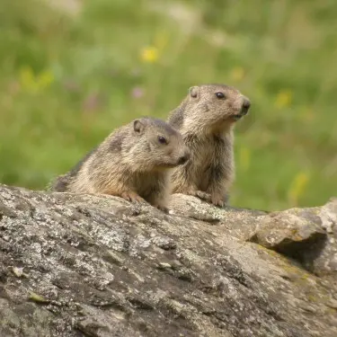 Marmottes