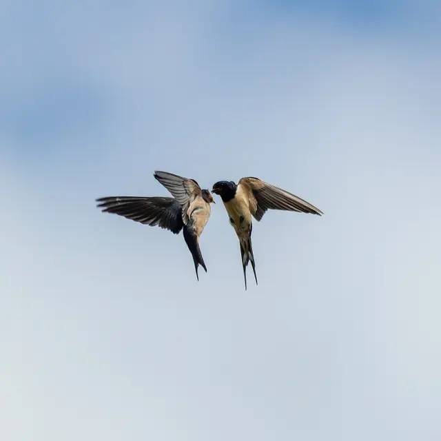 Oiseaux