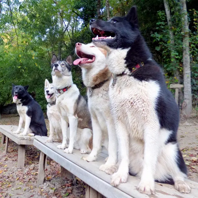 Parés ou presque - Le Repaire des Huskys