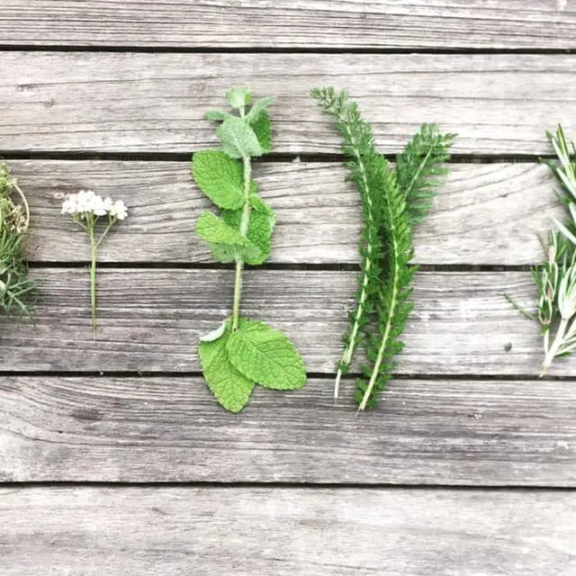 Balade à la découverte des plantes sauvages