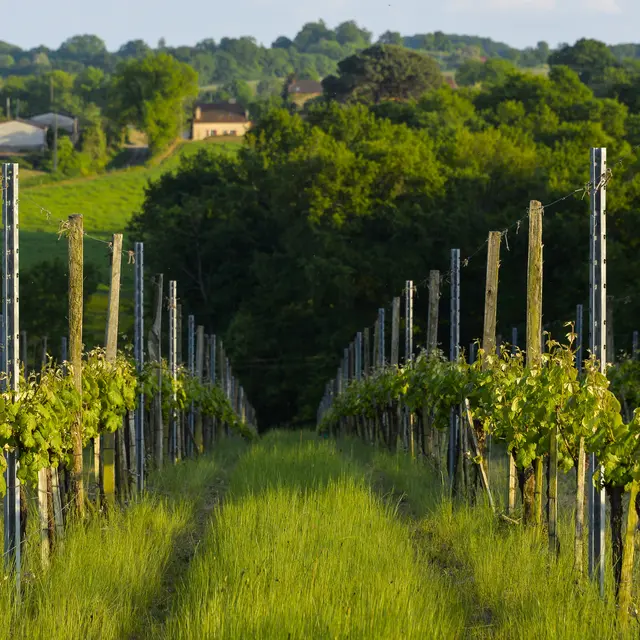Printemps Madiran © Maison des Vins