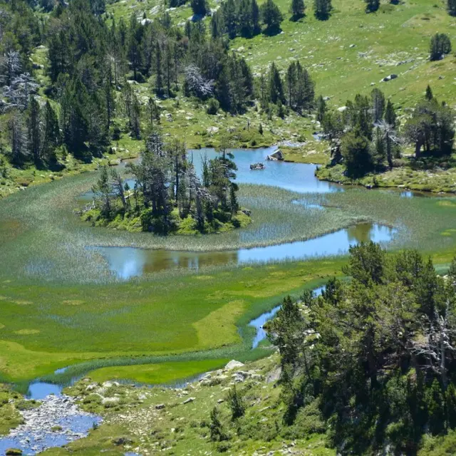 Tourbière