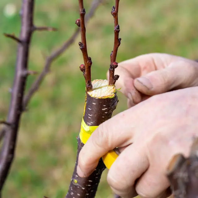 Greffer arbres et arbustes 7 février 2026