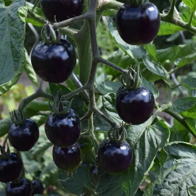 Causerie Verte découvrez les tomates de la grainothèque