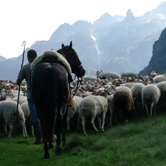 estives et transhumance2