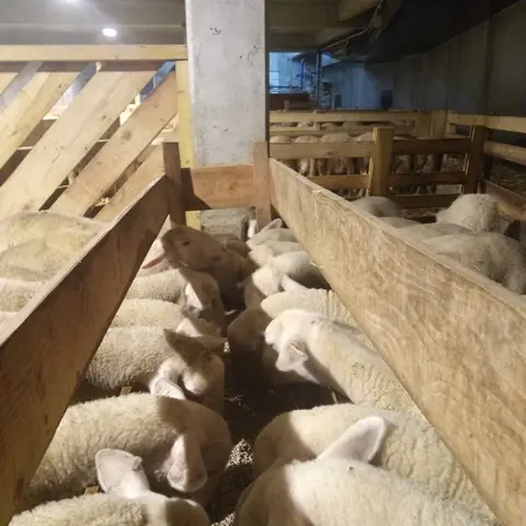 ferme des carlines-troupeau brebis WEB