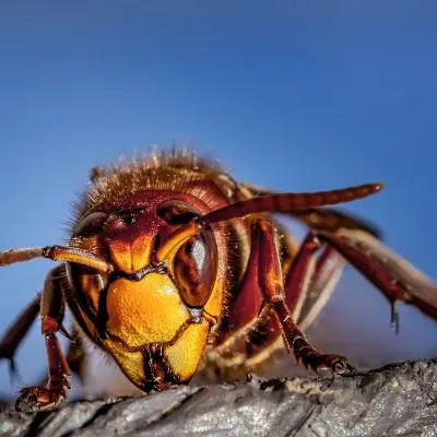 Atelier de sensibilisation : la lutte contre le frelon asiatique