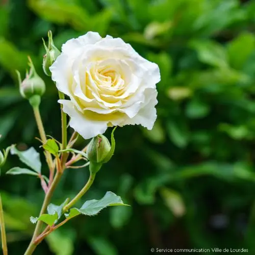Causerie verte: quels rosiers