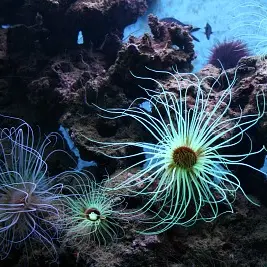 400-anemones_800