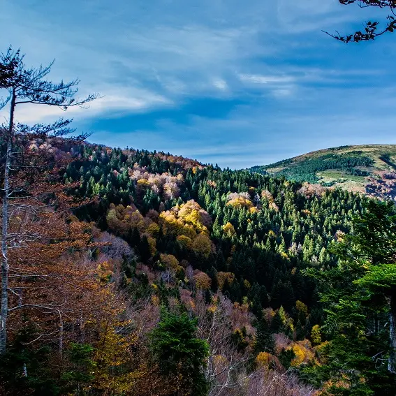 Vue automnale sur la forêt de Mosset_1