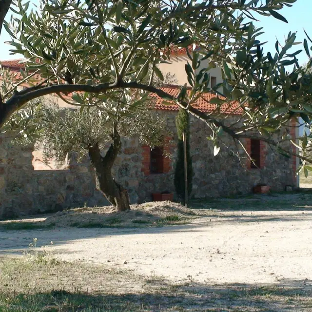 Gîte et oliviers_2