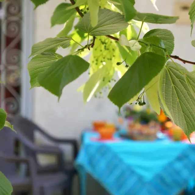 Le Tilleul du Parc de la Dame_2