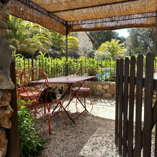 Olivier au Mas Picagnol_2