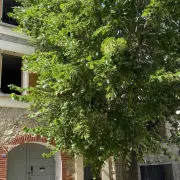 La maison au tilleul_1