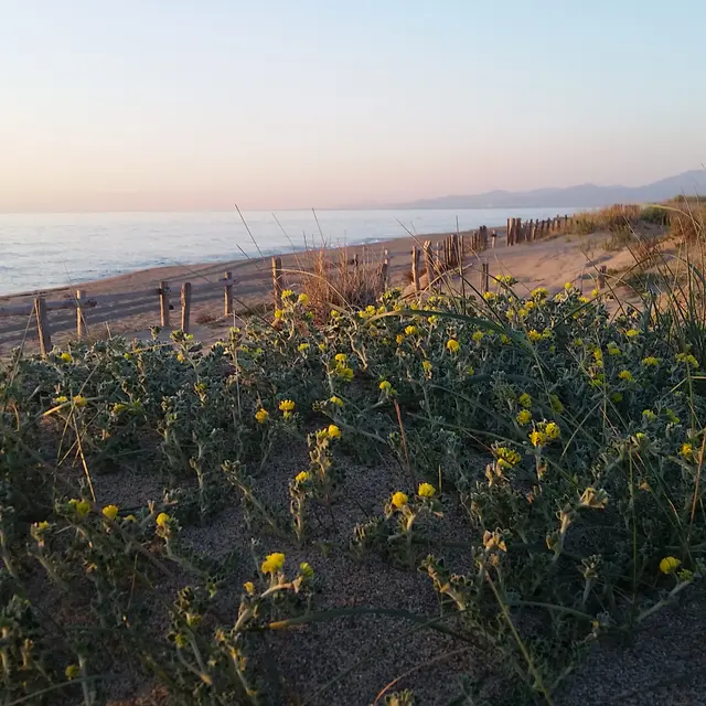 TORREILLES LOI PLAGE NORD