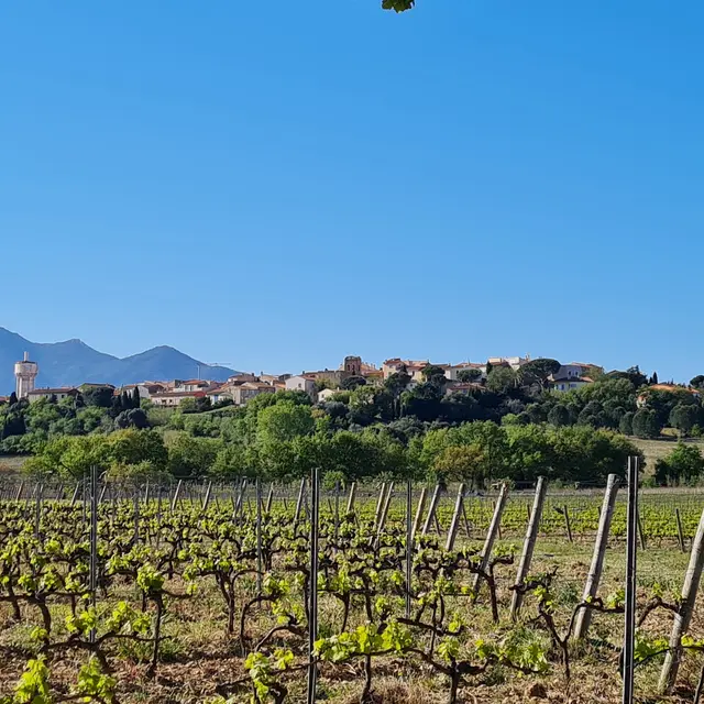 Aspres Banyuls dels Aspres