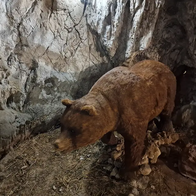 COVA BASTERA - DINOPEDIA EXPERIENCE