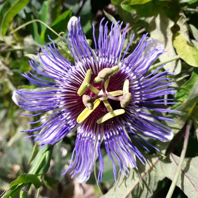 Villa passiflora