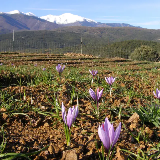 Aspres Oms Safran des Aspres champs