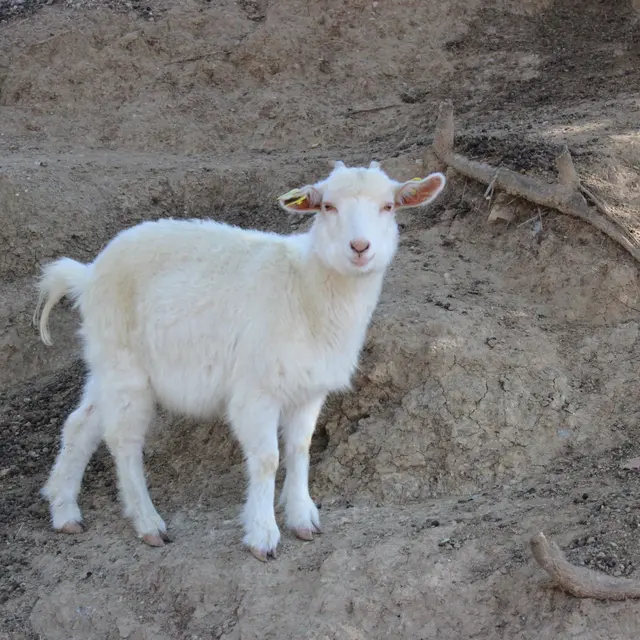 Aspres Villemolaque La Ferme Saint Roch agneau