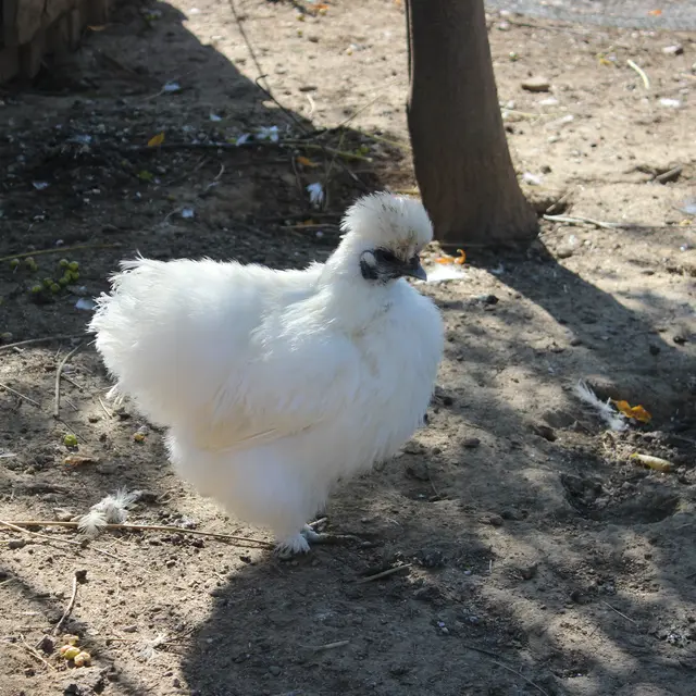 Aspres Villemolaque La Ferme Saint Roch poule blanche