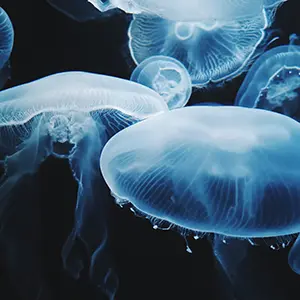 BIODIV-Meduses-Aurelie