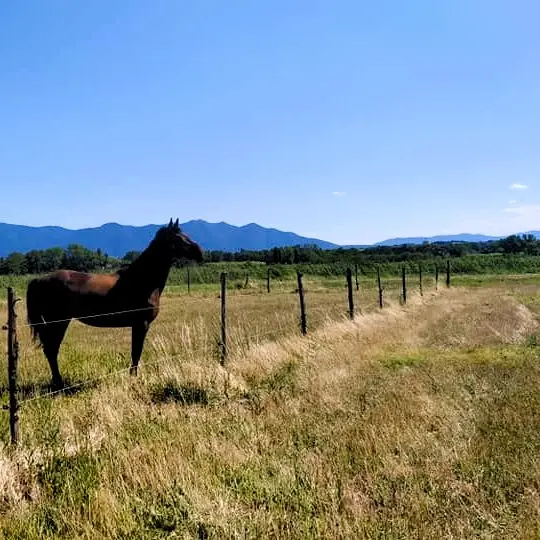 Bages Equitation Frédéric Motter 1