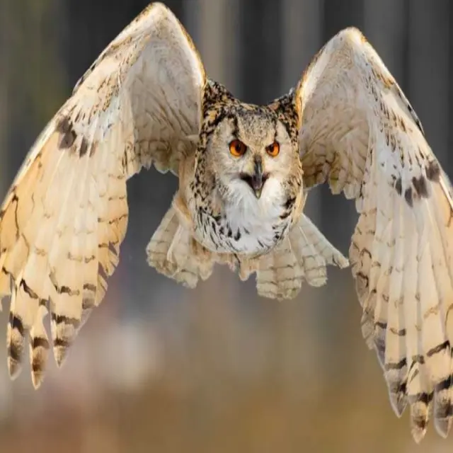 CASES DE PENE ECOZONIA1