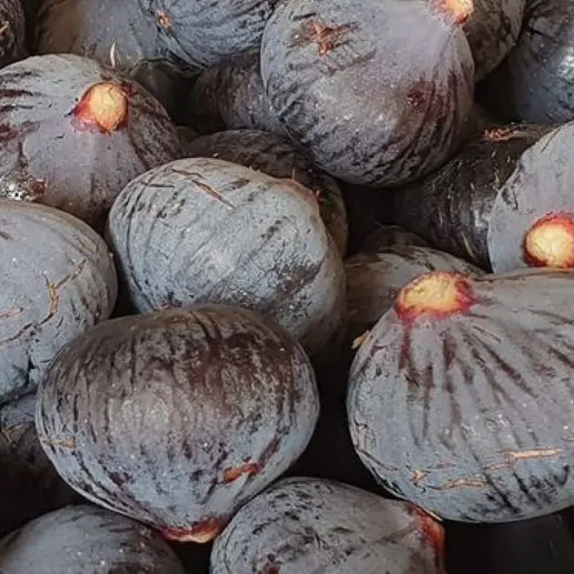 CASES DE PENE LES JARDINS DU PILO FIGUES