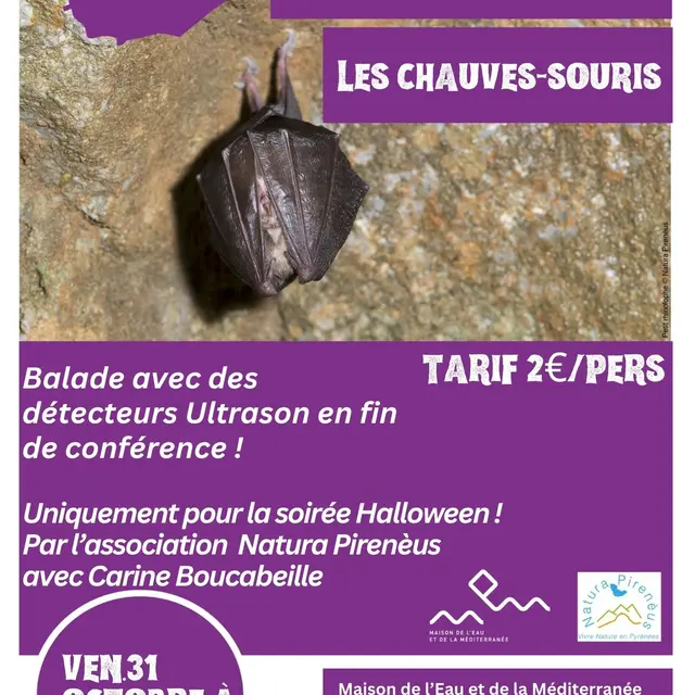 CONF  Chauves souris MEM 31 oct 18h  - 1