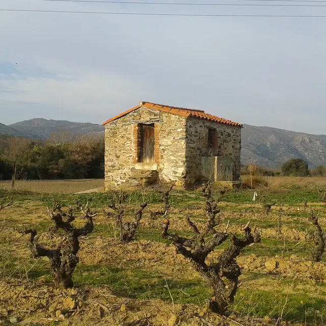 Casot dans les vignes