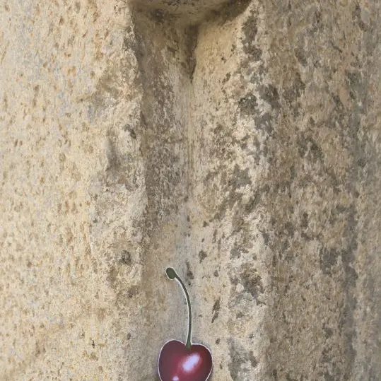 Cerise