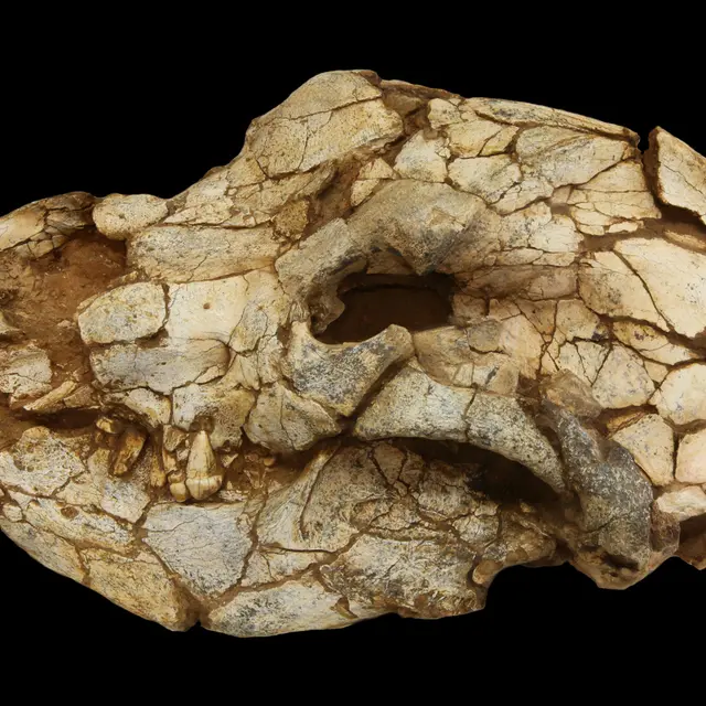 Crane ours 15 février