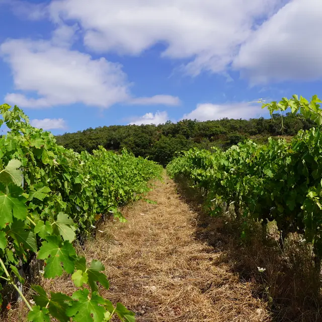 domaine jaça