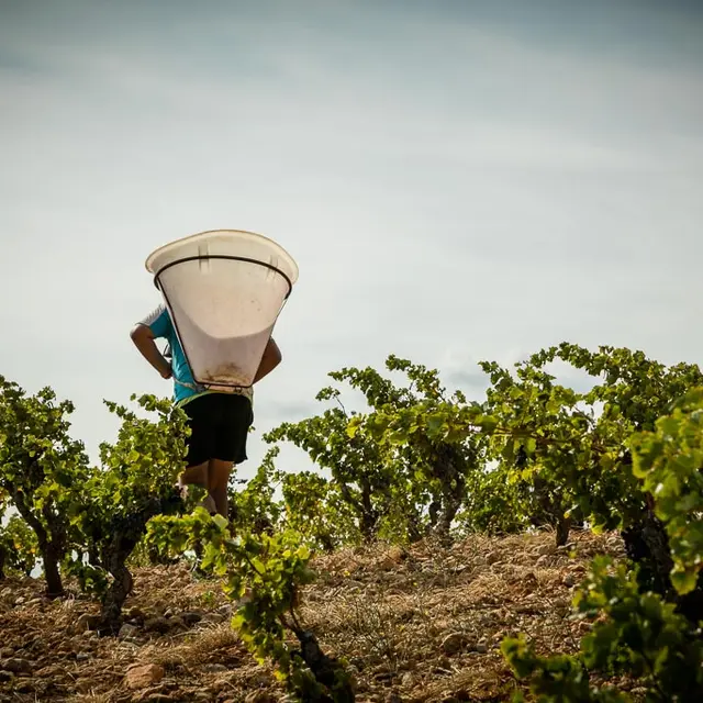 Domaine Boudau-Rivesaltes_1