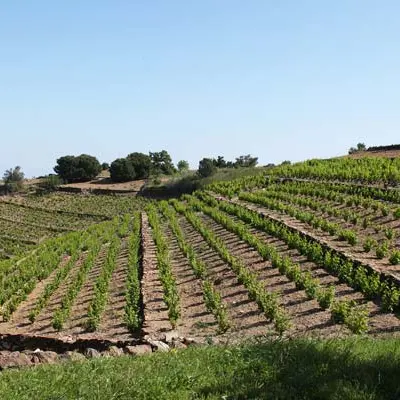 Domaine La Tour Vieille 4