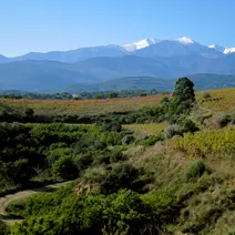 Domaine Saque
