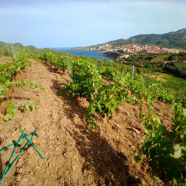 Domaine du Traginer (8)