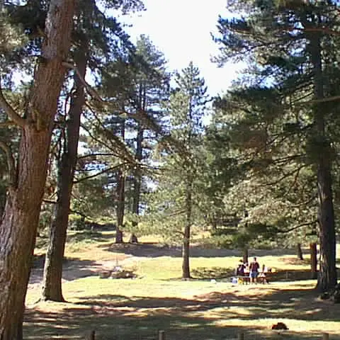 Forêt domaniale des Albères