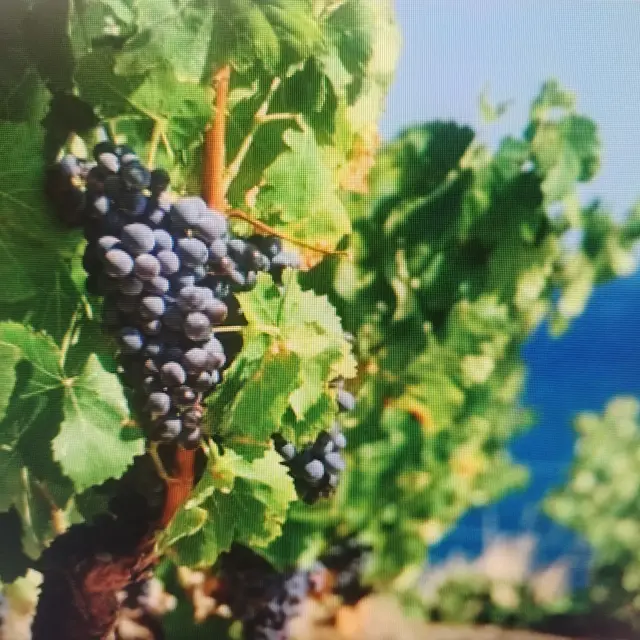 Vins et vins doux naturels Collioure - Banyuls - Rivesaltes