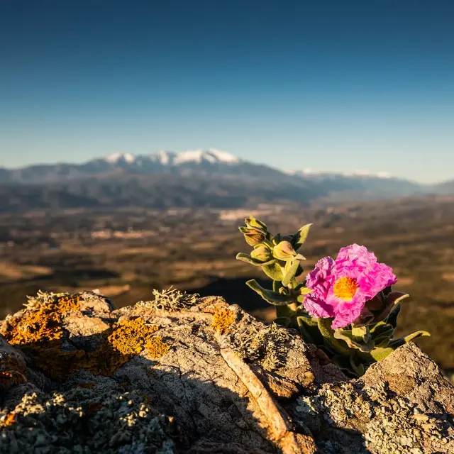 JCMILHET_BalconsNordCanigo_vue_du_Forca_Real_fleur