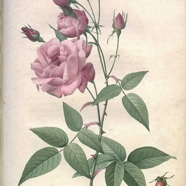 La Rose à l'Esparrou visuel