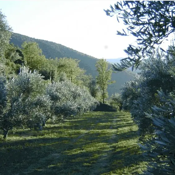 Moulin des Auxelles 1